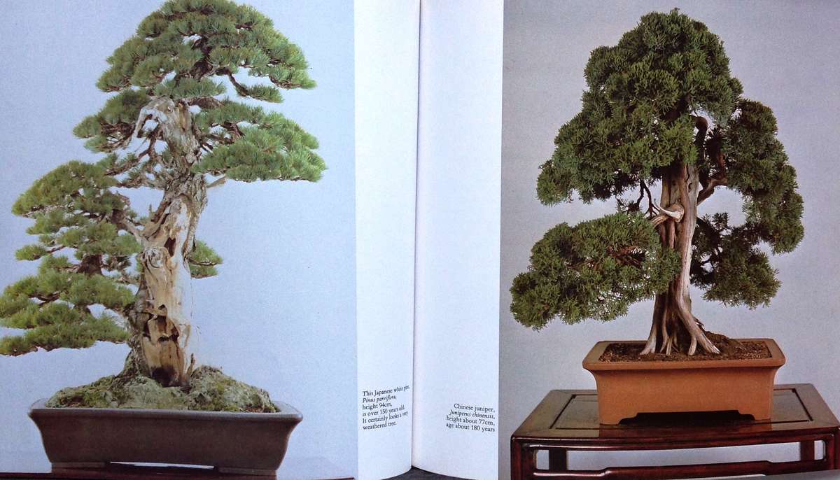 Bonsai - The Complete Guide to Art and Technique - Paul Lesniewicz - Hardcover