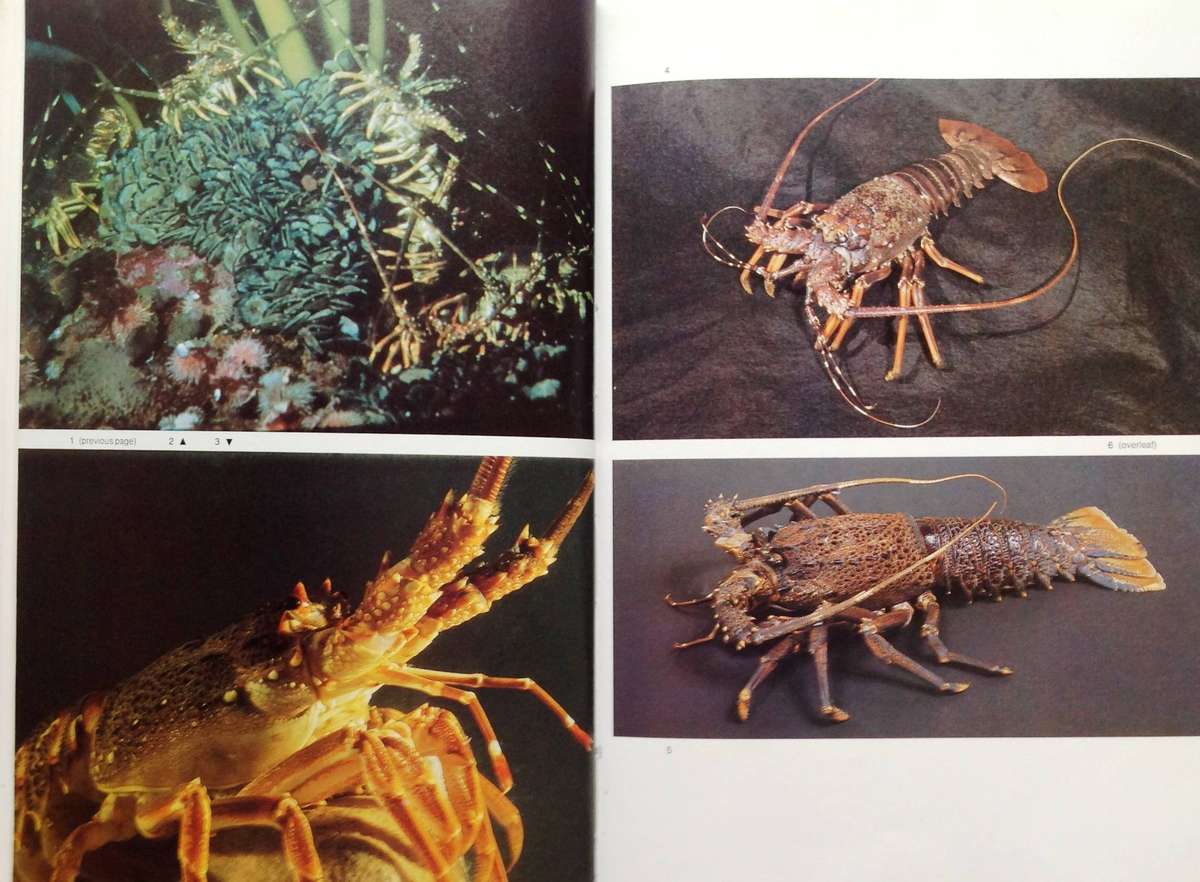 Diving for Crayfish in South Africa-Colin Vary-Hardcover  A Guide to the South African Rock Lobster