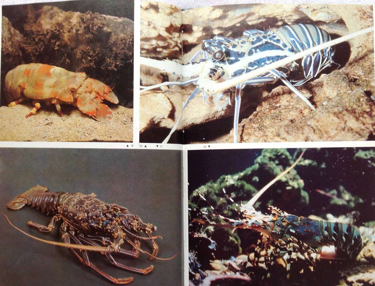 Diving for Crayfish in South Africa-Colin Vary-Hardcover  A Guide to the South African Rock Lobster