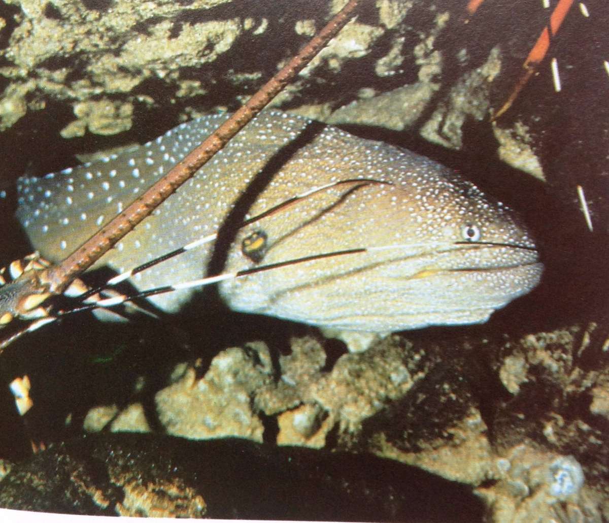 Diving for Crayfish in South Africa-Colin Vary-Hardcover  A Guide to the South African Rock Lobster
