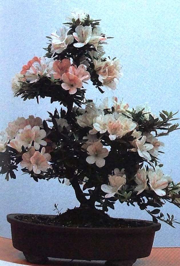 The Art of Bonsai - Peter D Adams - Hardcover