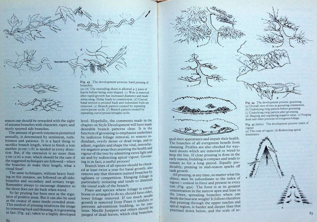 The Art of Bonsai - Peter D Adams - Hardcover