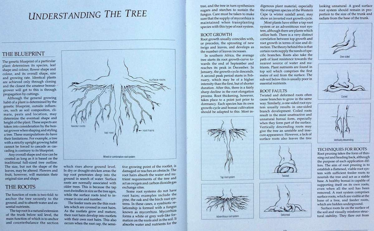 Bonsai in South Africa - The art of growing and styling bonsai - Rudi Adam - Hardcover