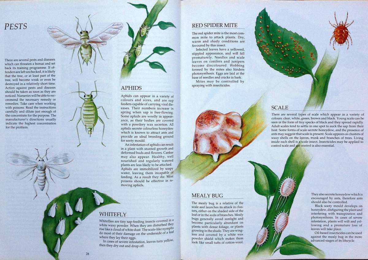 Bonsai in South Africa - The art of growing and styling bonsai - Rudi Adam - Hardcover