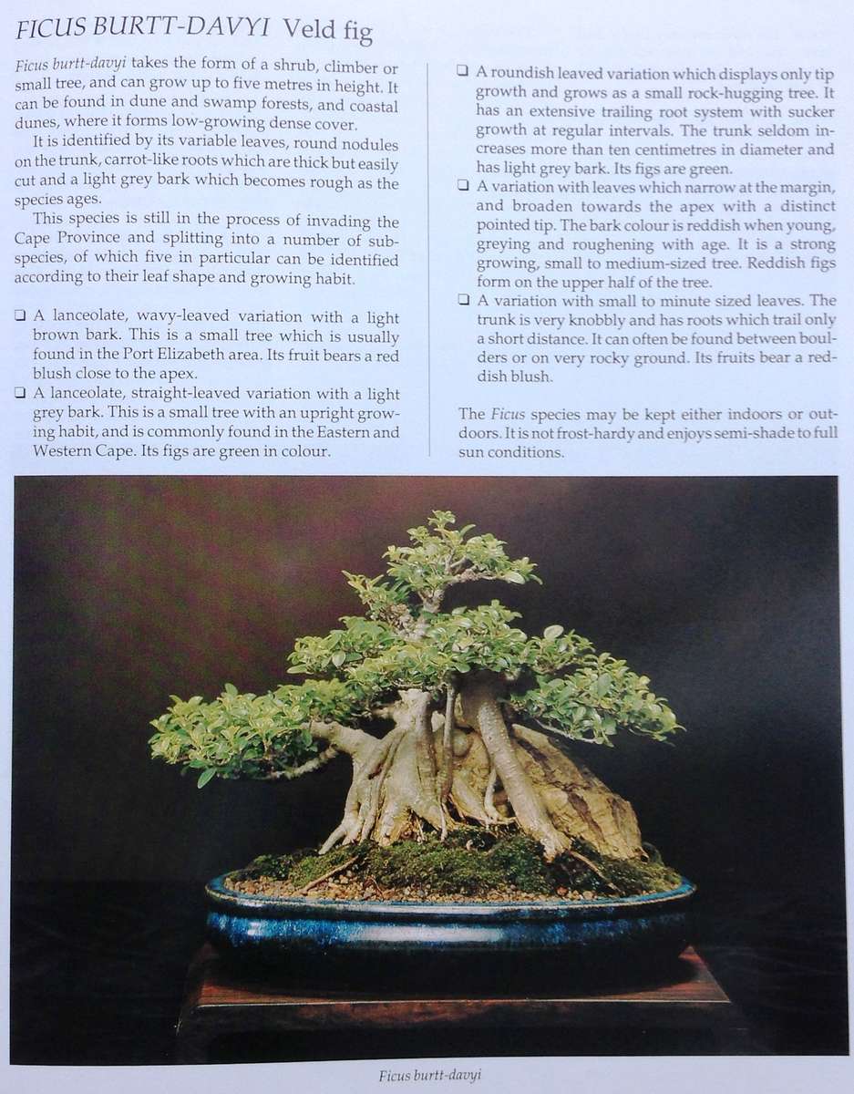 Bonsai in South Africa - The art of growing and styling bonsai - Rudi Adam - Hardcover