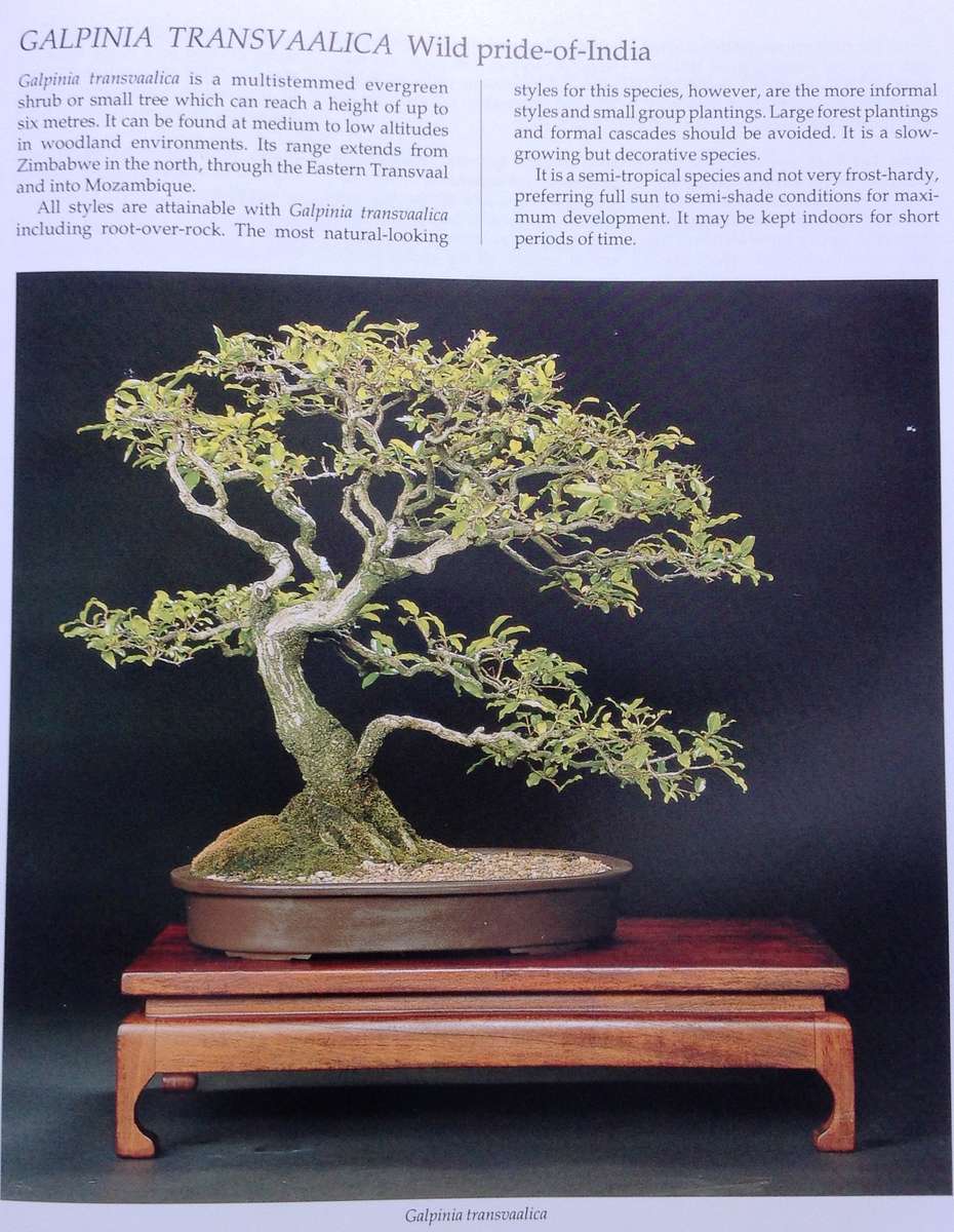 Bonsai in South Africa - The art of growing and styling bonsai - Rudi Adam - Hardcover