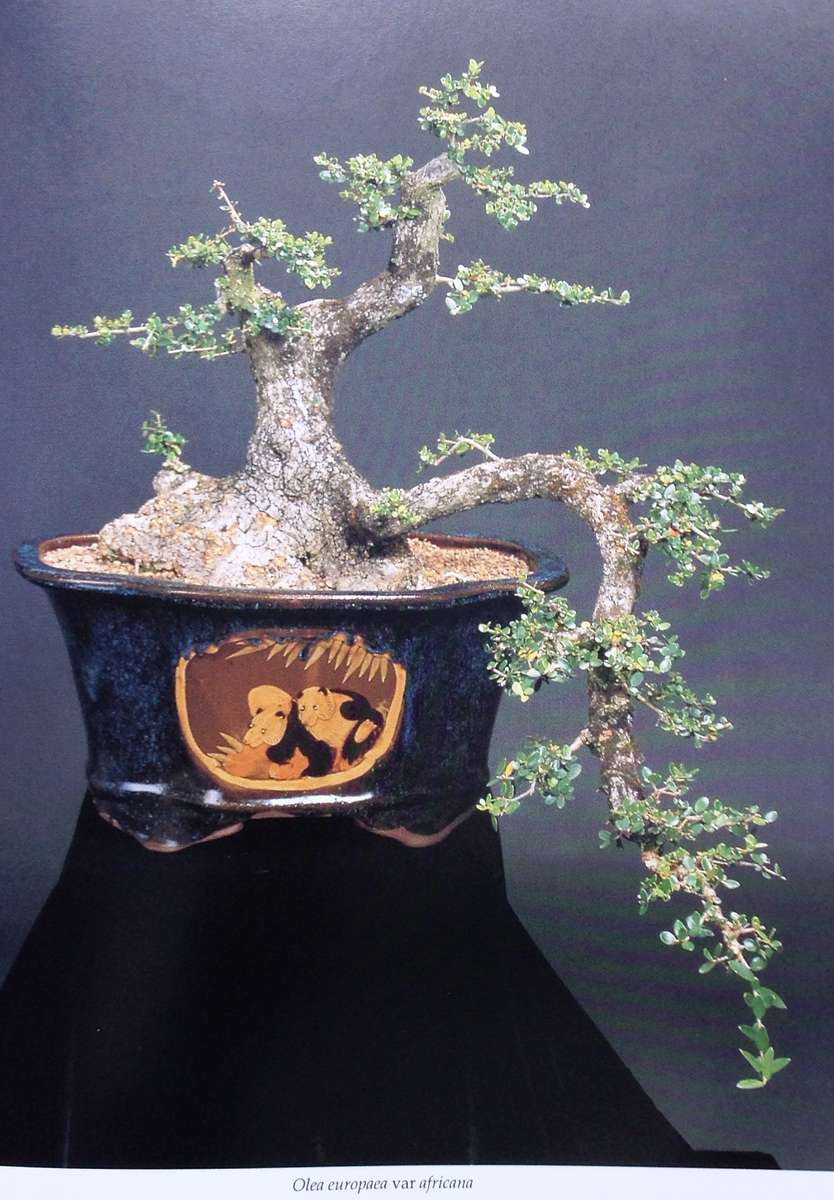 Bonsai in South Africa - The art of growing and styling bonsai - Rudi Adam - Hardcover