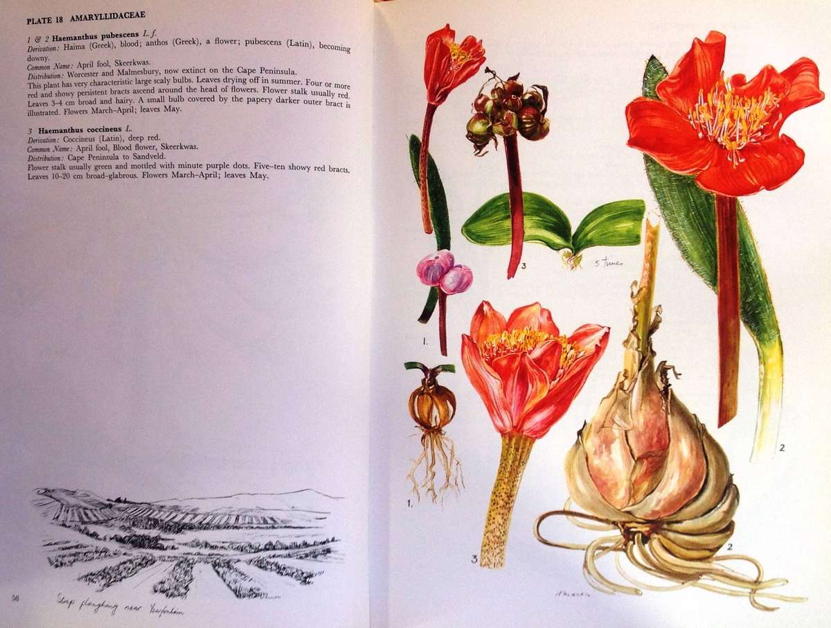 Western Cape Sandveld Flowers - Hilda Mason - Hardcover