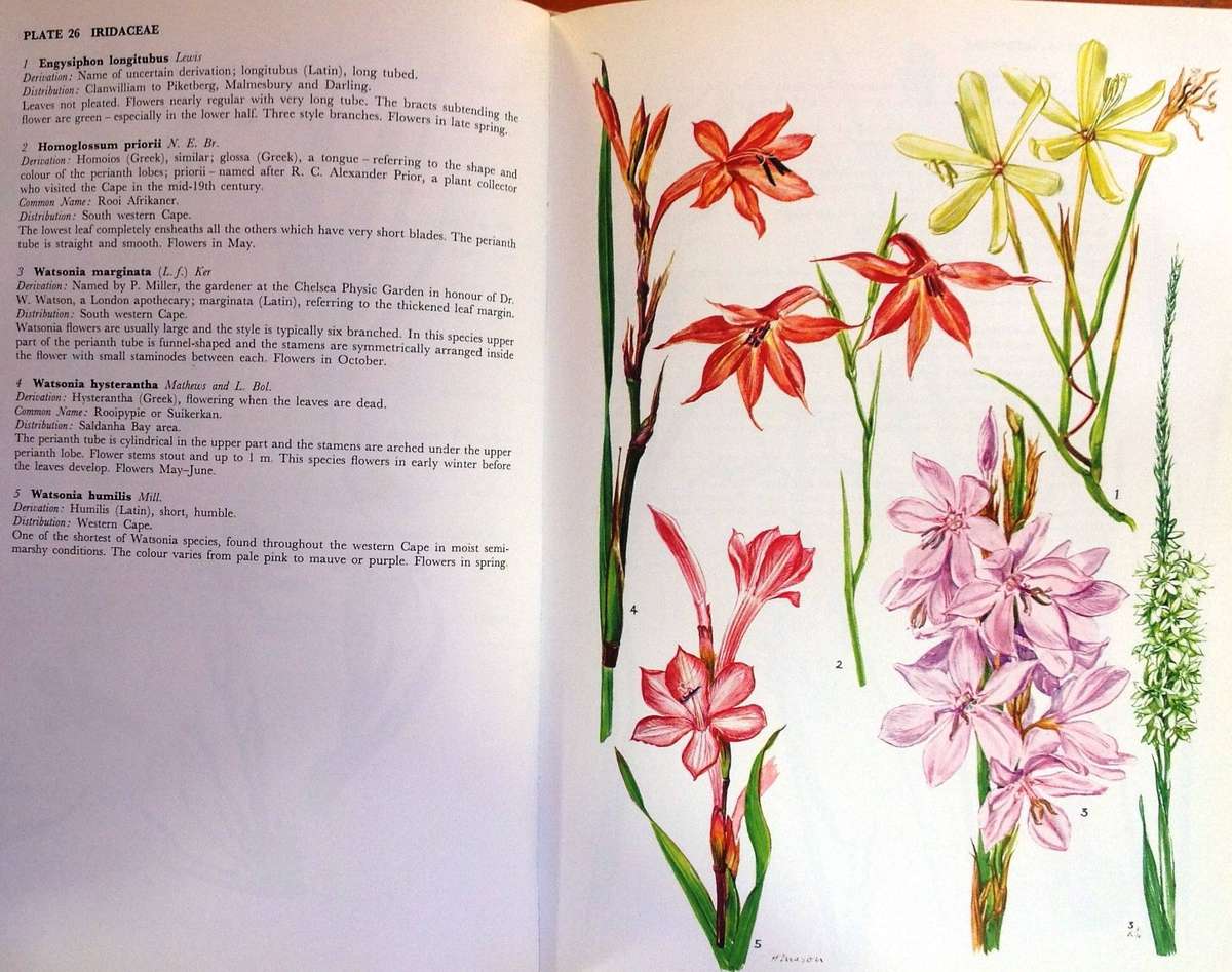 Western Cape Sandveld Flowers - Hilda Mason - Hardcover