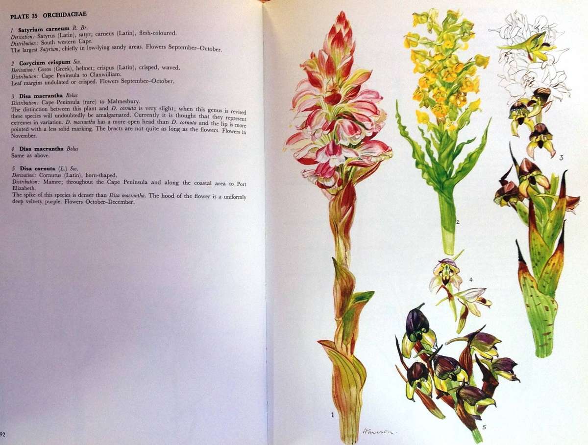 Western Cape Sandveld Flowers - Hilda Mason - Hardcover