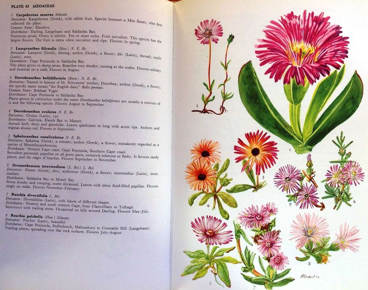 Western Cape Sandveld Flowers - Hilda Mason - Hardcover