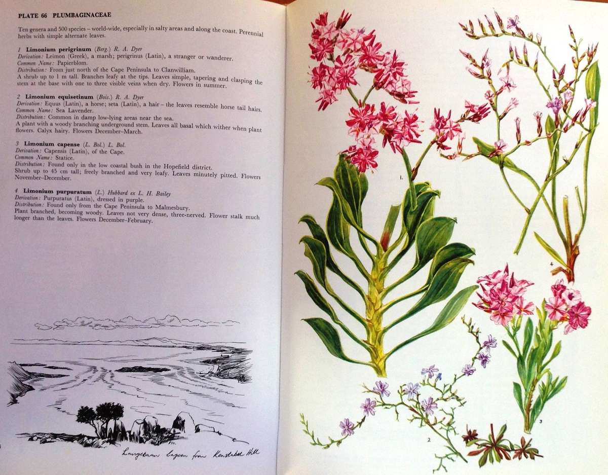 Western Cape Sandveld Flowers - Hilda Mason - Hardcover