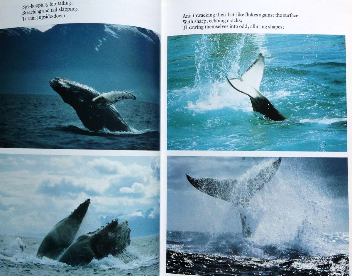 Whale Nation - Heathcote Williams