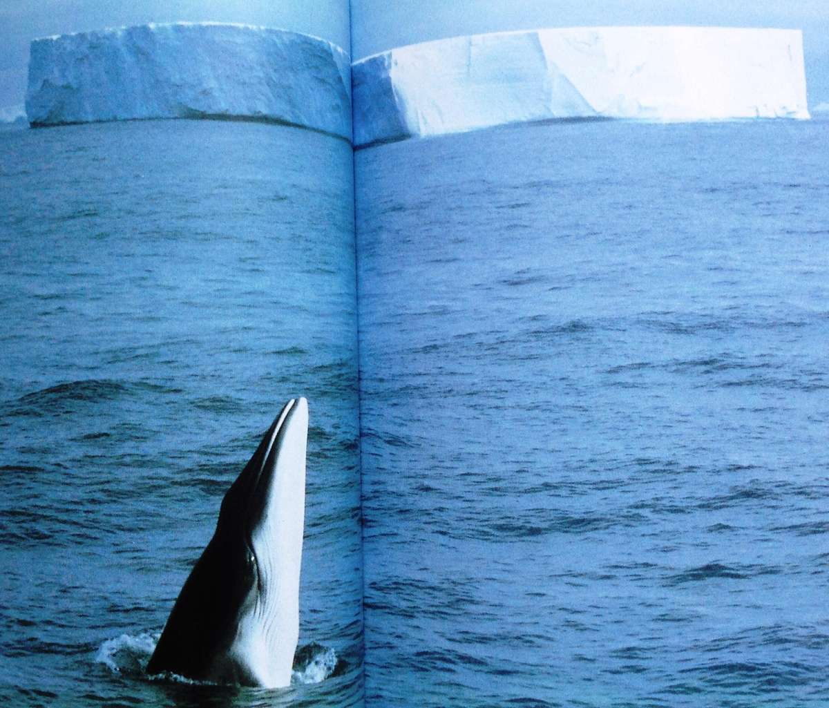 Whale Nation - Heathcote Williams