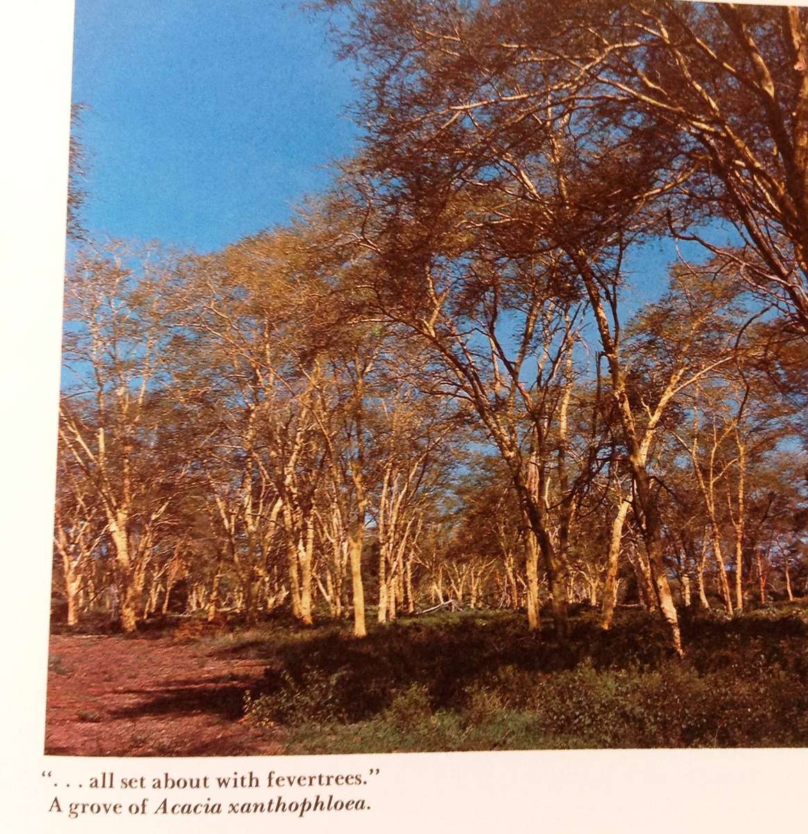 The South African Acacias - J D Carr - Hardcover