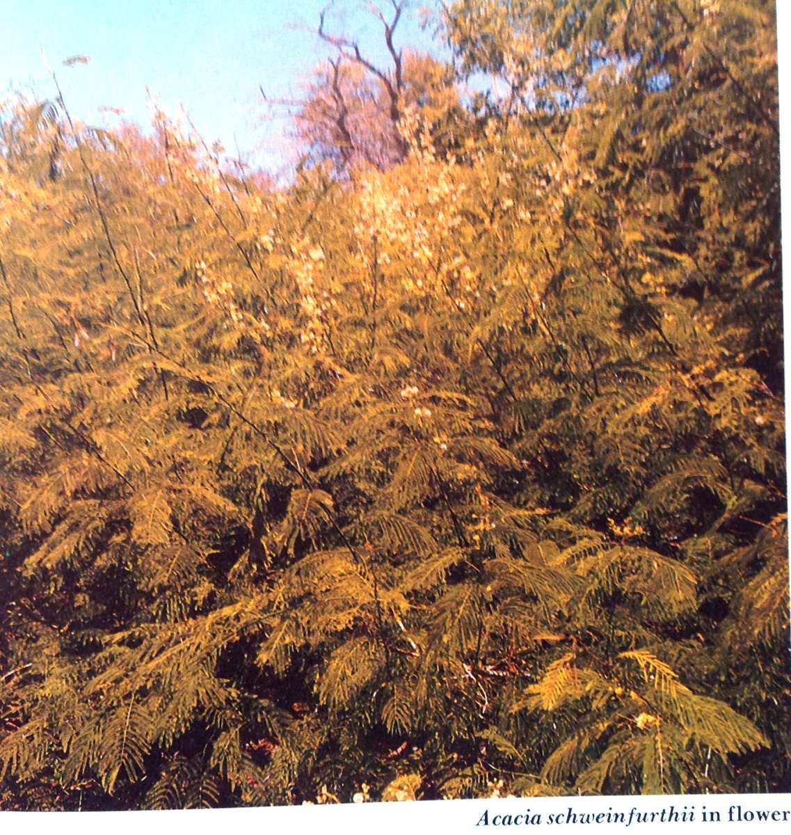 The South African Acacias - J D Carr - Hardcover