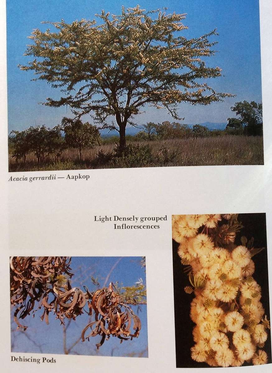 The South African Acacias - J D Carr - Hardcover