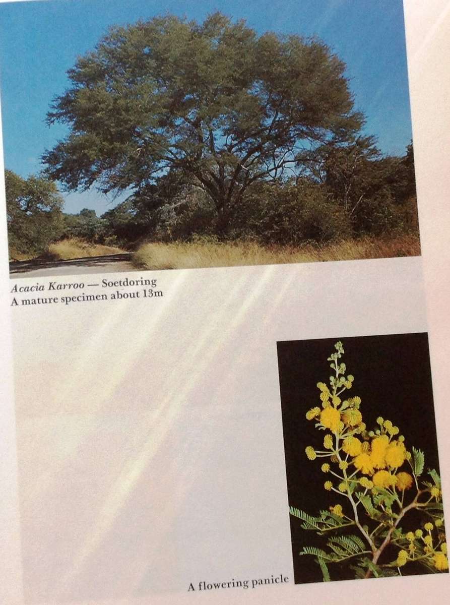 The South African Acacias - J D Carr - Hardcover