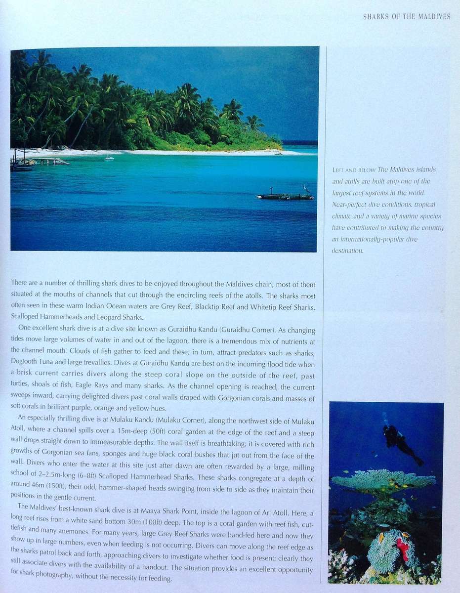 Diving with Sharks...and other Adventure Dives - Jack Jackson