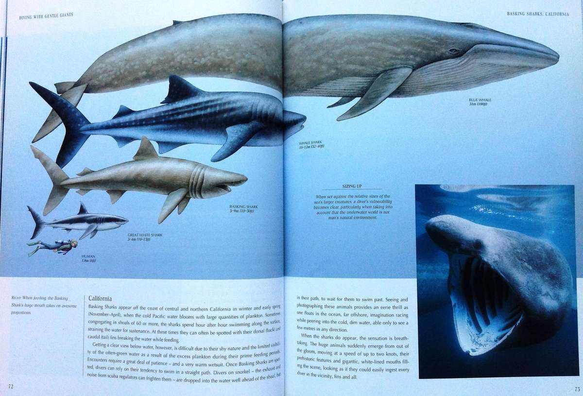 Diving with Sharks...and other Adventure Dives - Jack Jackson