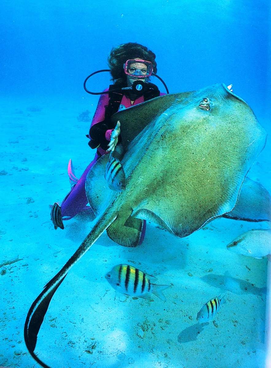 Diving with Sharks...and other Adventure Dives - Jack Jackson