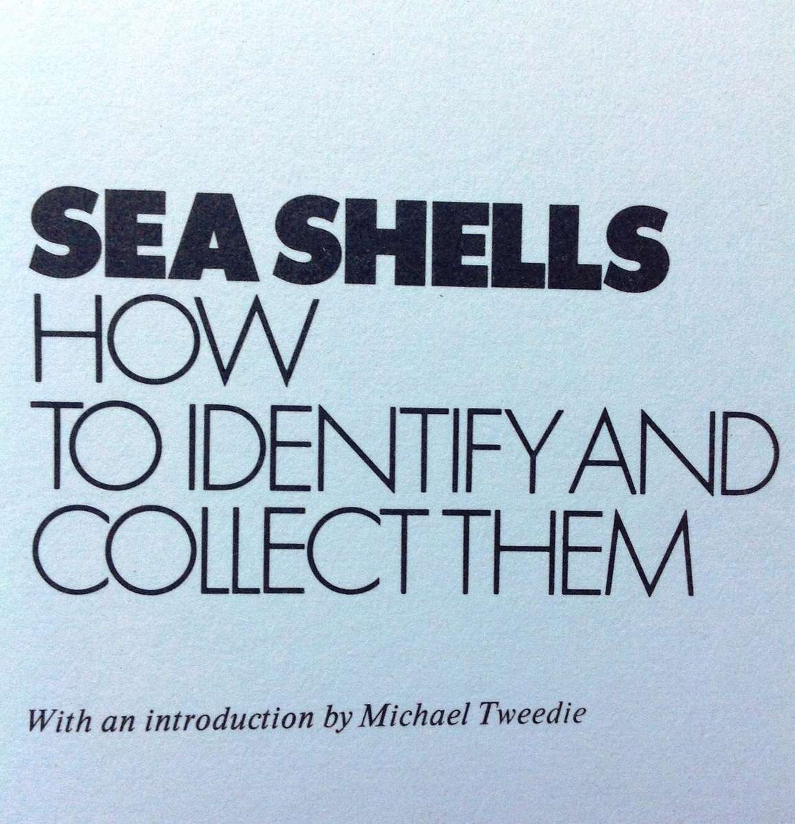 Sea Shells - How to Identify and Collect them - Translated from Italian by Sergio Angeletti