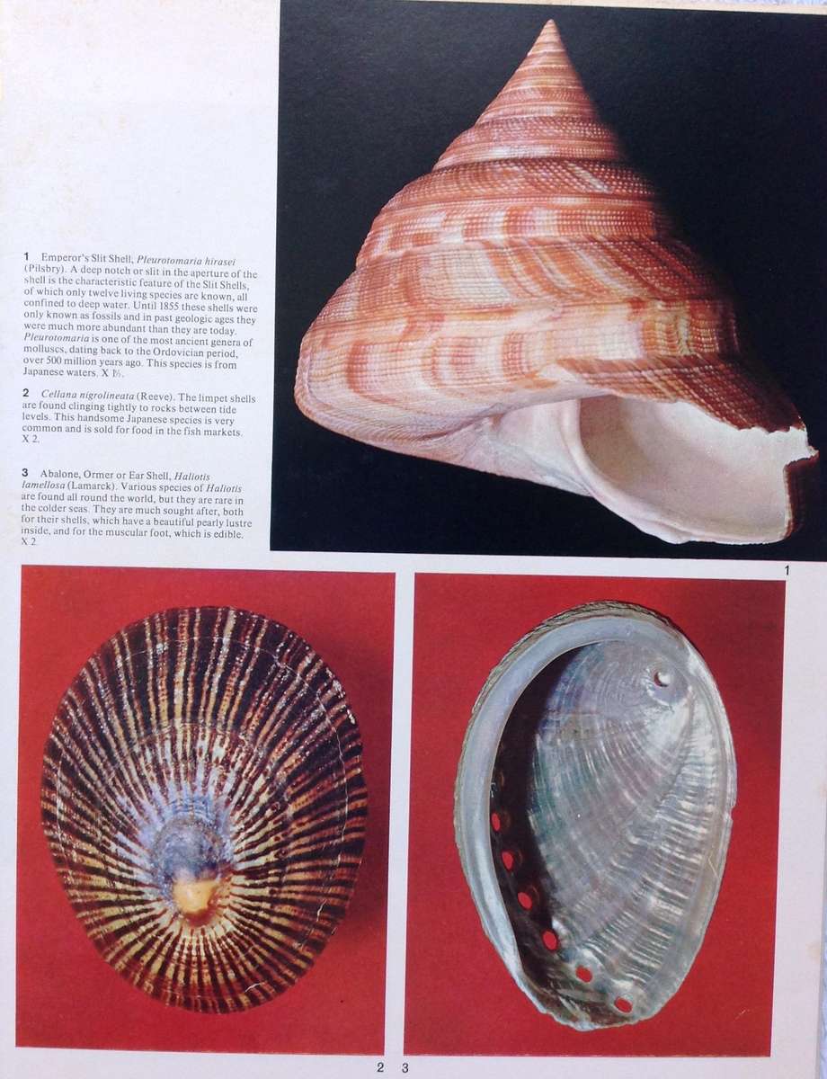 Sea Shells - How to Identify and Collect them - Translated from Italian by Sergio Angeletti