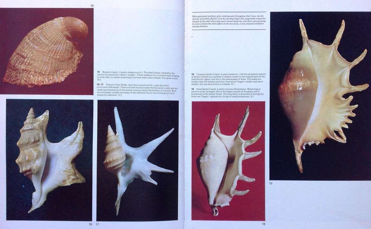 Sea Shells - How to Identify and Collect them - Translated from Italian by Sergio Angeletti