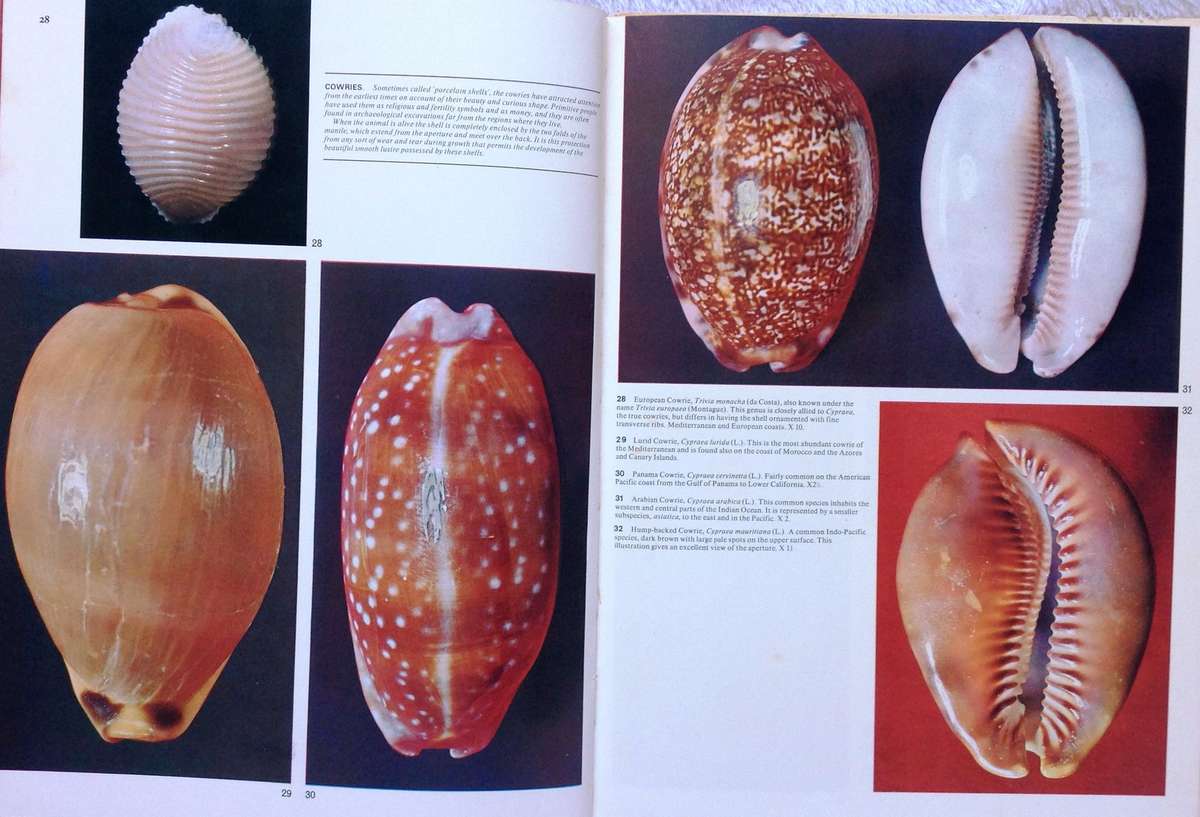 Sea Shells - How to Identify and Collect them - Translated from Italian by Sergio Angeletti
