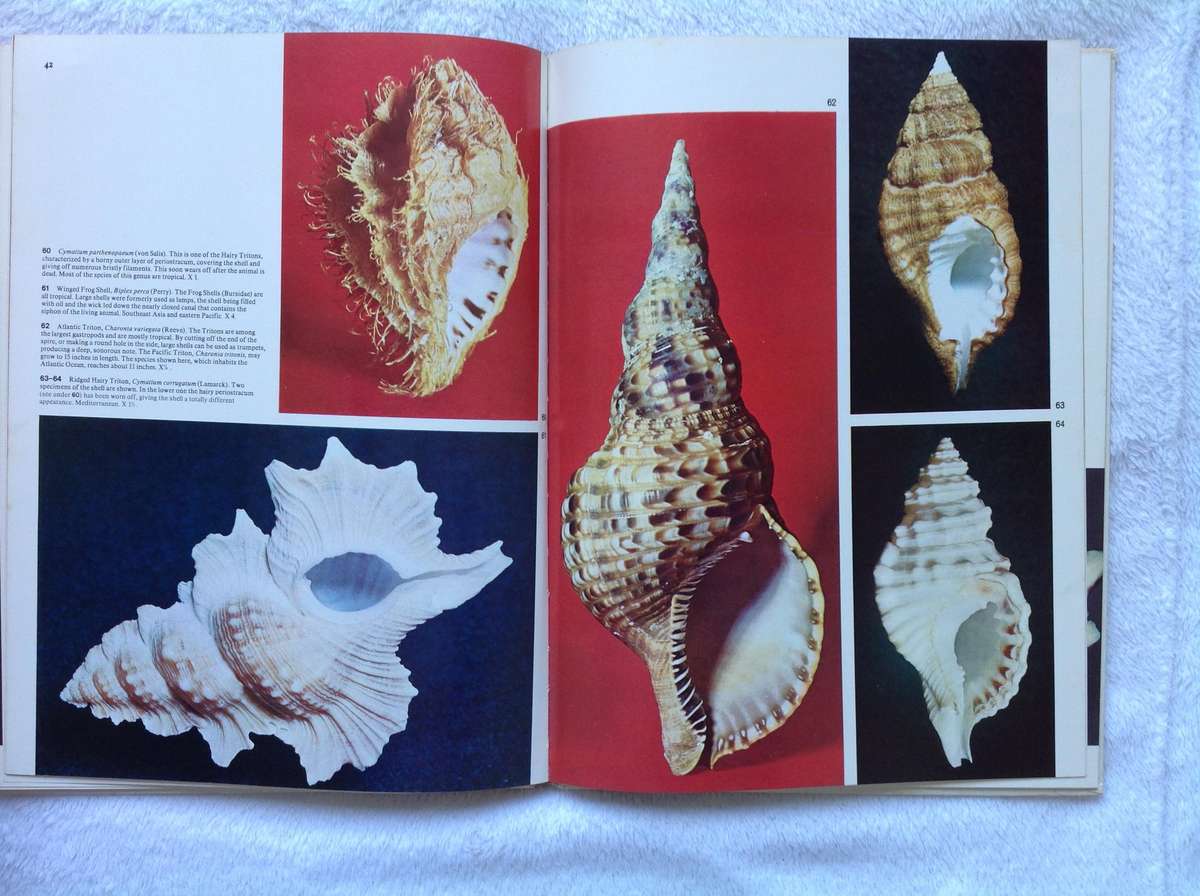 Sea Shells - How to Identify and Collect them - Translated from Italian by Sergio Angeletti