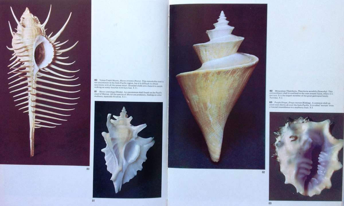 Sea Shells - How to Identify and Collect them - Translated from Italian by Sergio Angeletti