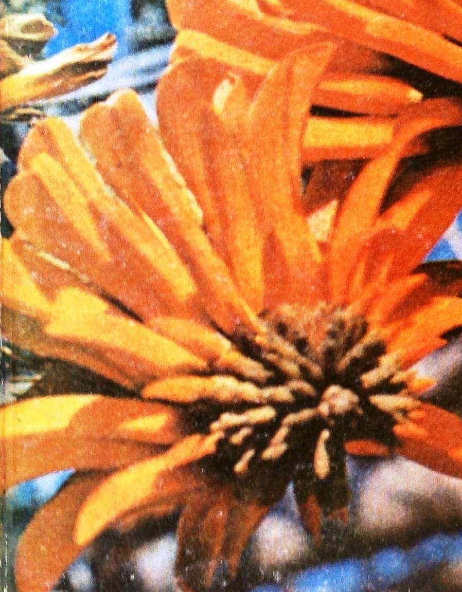 Natal Coast Gardening - Solveig Candy - Hardcover