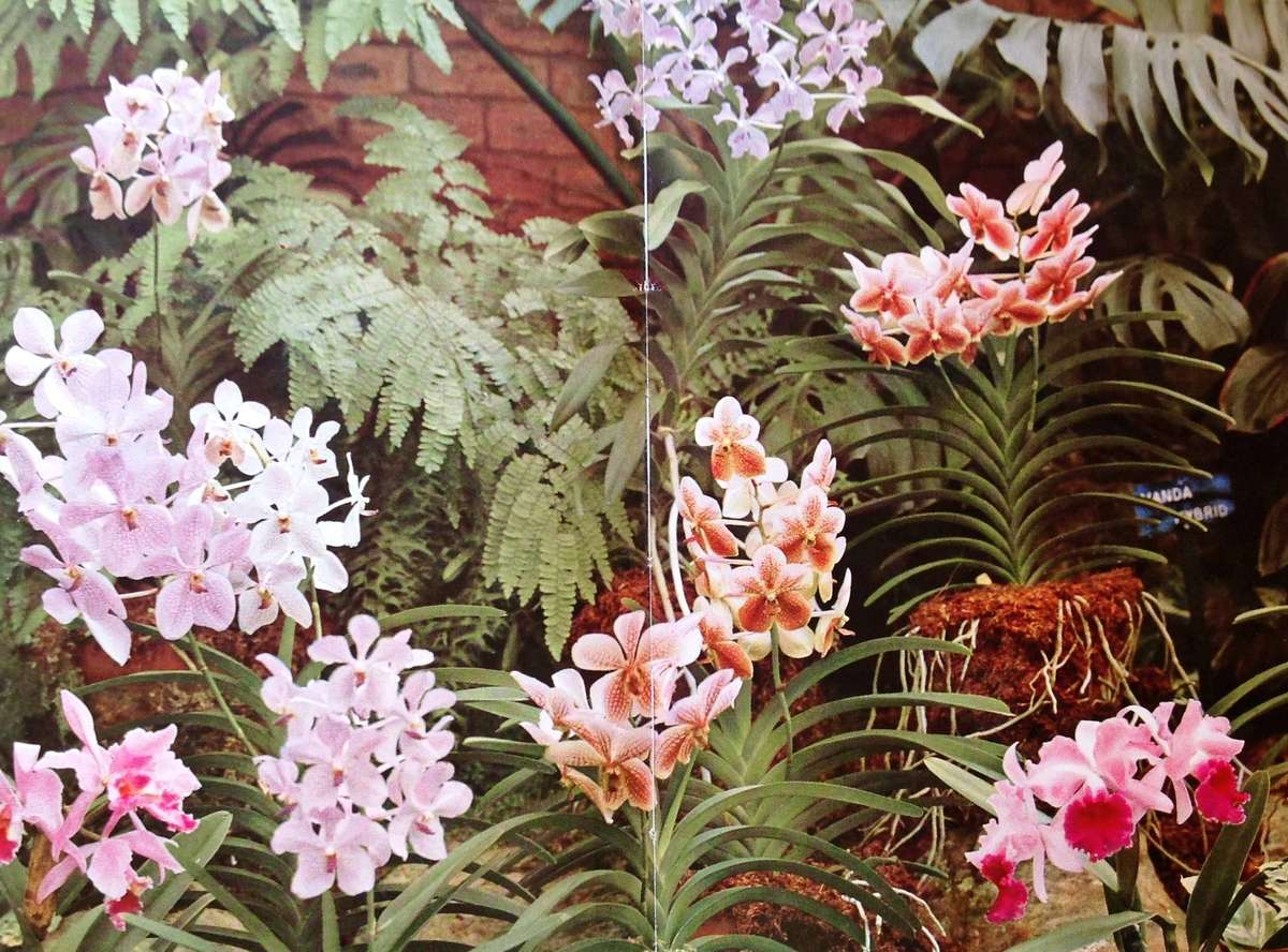 Natal Coast Gardening - Solveig Candy - Hardcover