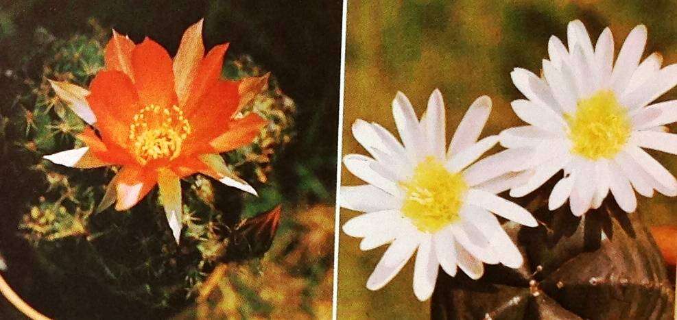 Natal Coast Gardening - Solveig Candy - Hardcover