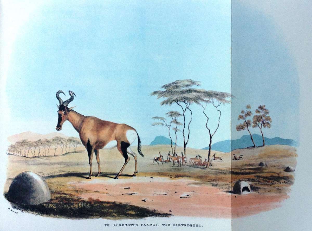 Portraits of Game and Wild Animals of Southern Africa - First published 1840 - W Cornwallis Harris