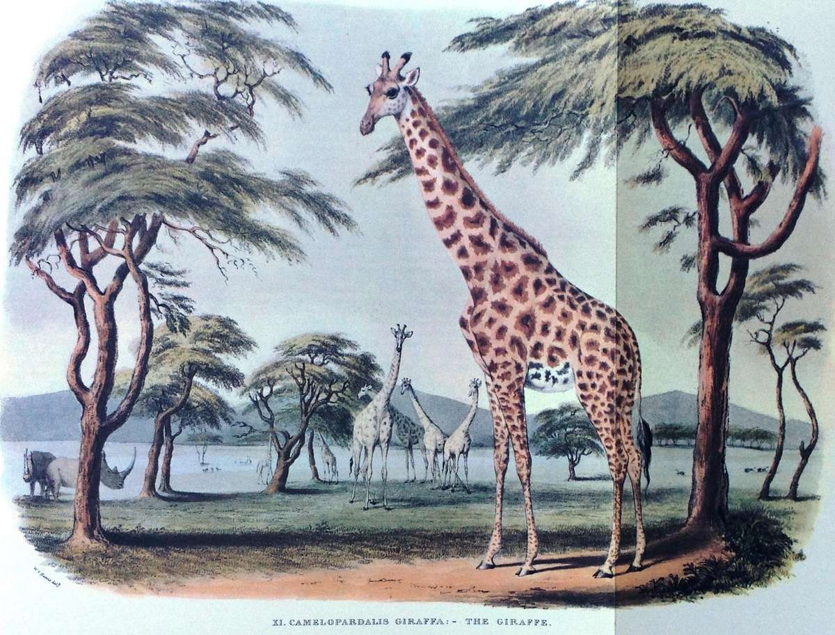Portraits of Game and Wild Animals of Southern Africa - First published 1840 - W Cornwallis Harris