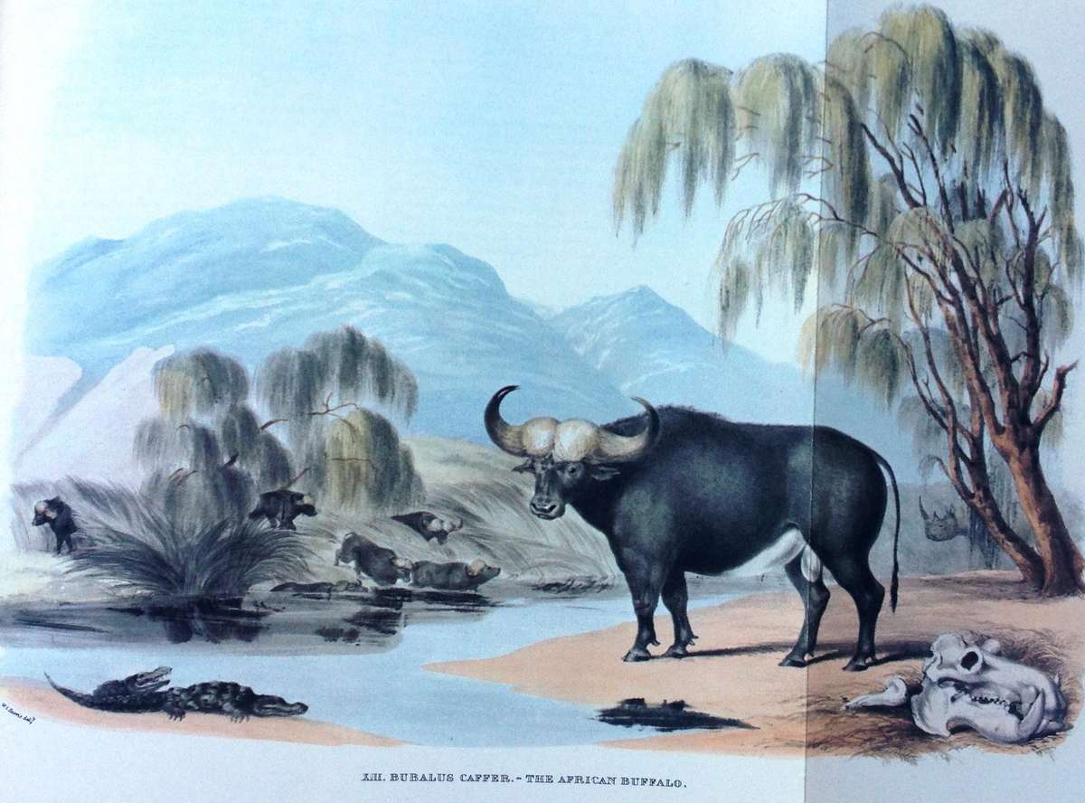 Portraits of Game and Wild Animals of Southern Africa - First published 1840 - W Cornwallis Harris