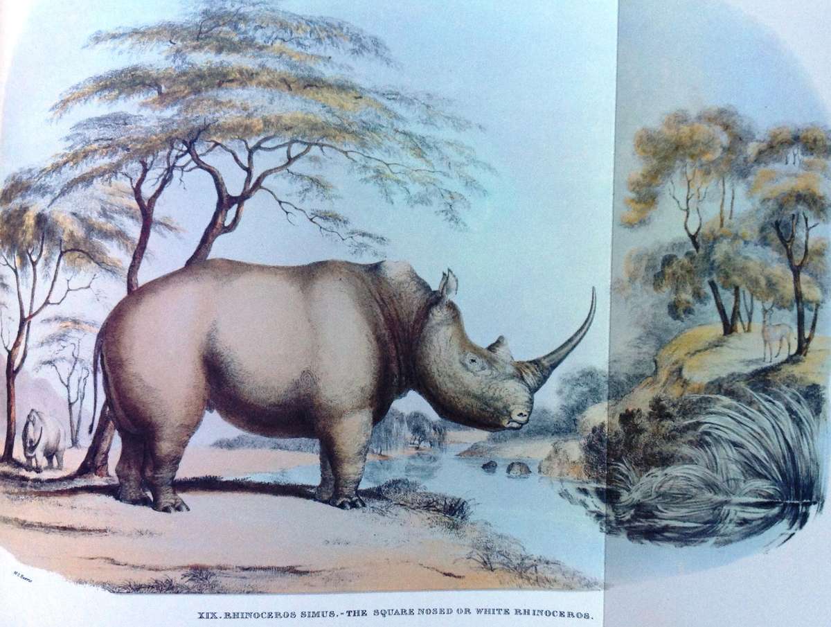 Portraits of Game and Wild Animals of Southern Africa - First published 1840 - W Cornwallis Harris