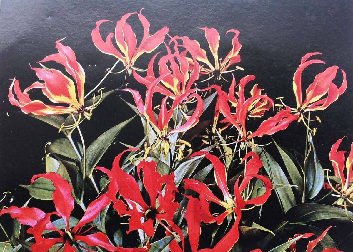 Pictorial Rhodesia - written by Norna Edwards