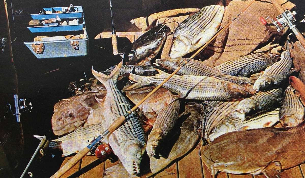 Pictorial Rhodesia - written by Norna Edwards