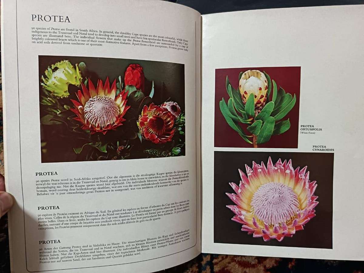 Proteas - Nature's Pride