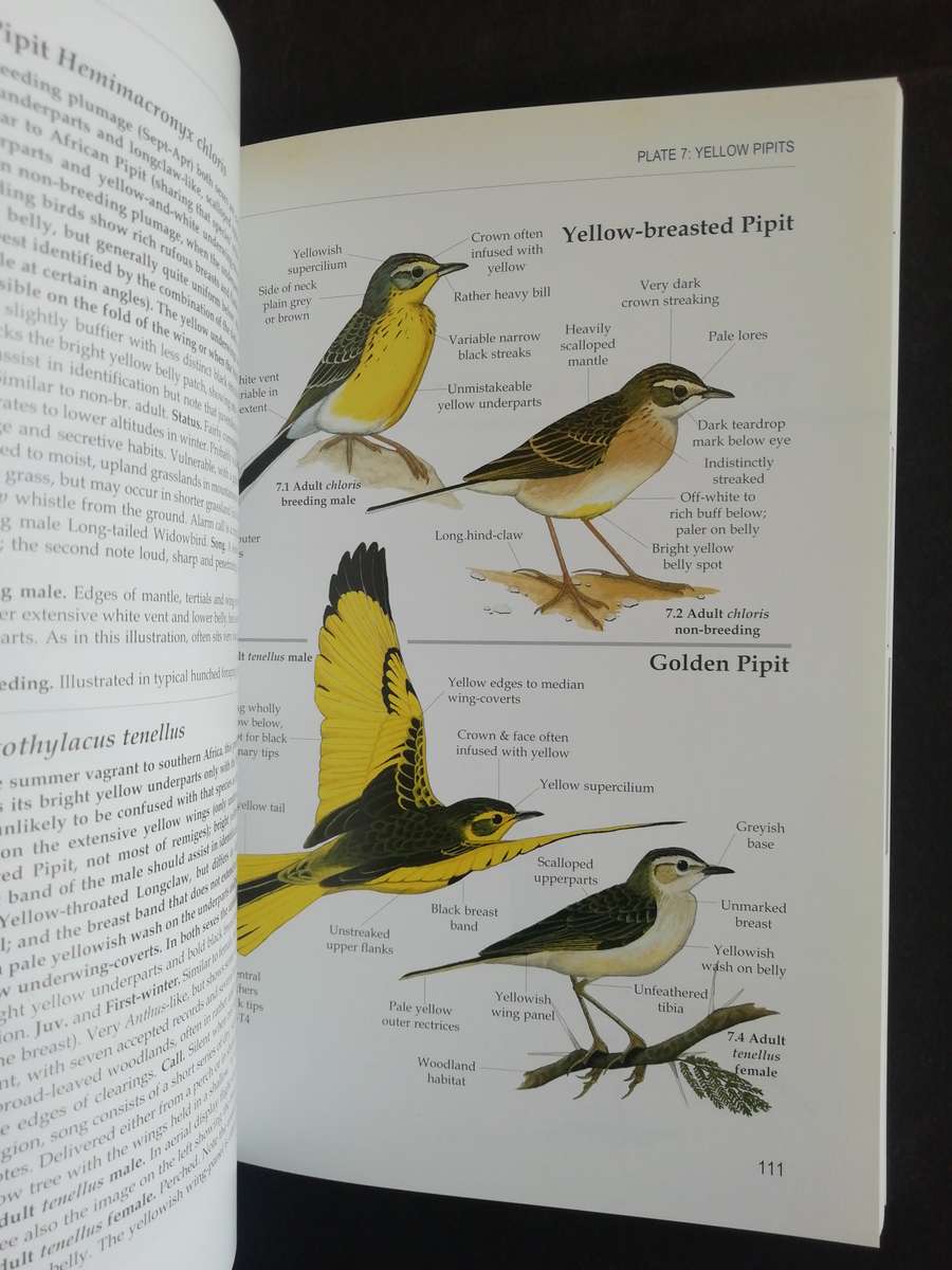 Pipits of Southern Africa - The Complete Guide to Africa's Ultimate LBJ's / Faansie Peacock