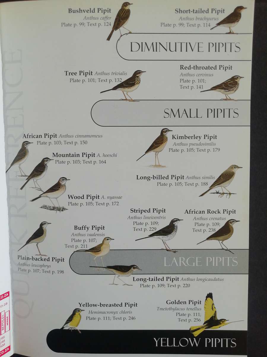 Pipits of Southern Africa - The Complete Guide to Africa's Ultimate LBJ's / Faansie Peacock