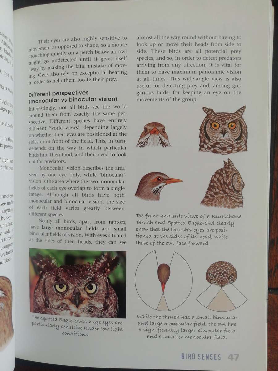 Sasol Birds : The Inside Story / Rael & Helene Loon