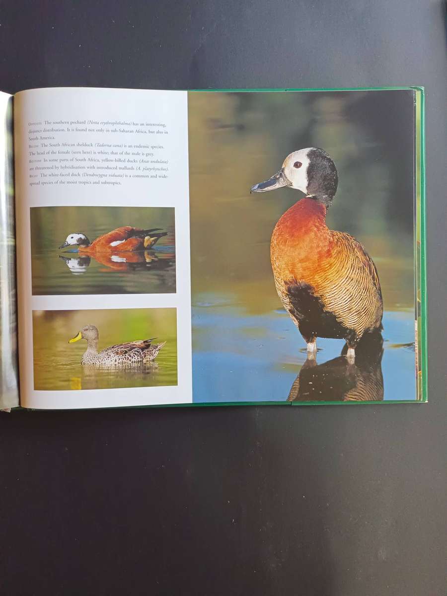 Birds of Southern Africa / Nigel Dennis