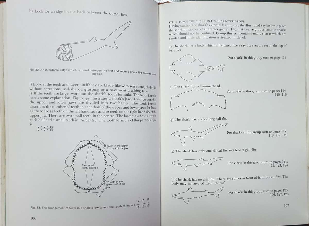 Shark Attack - Tim Wallett (Non-Fiction - Warning, Graphic)