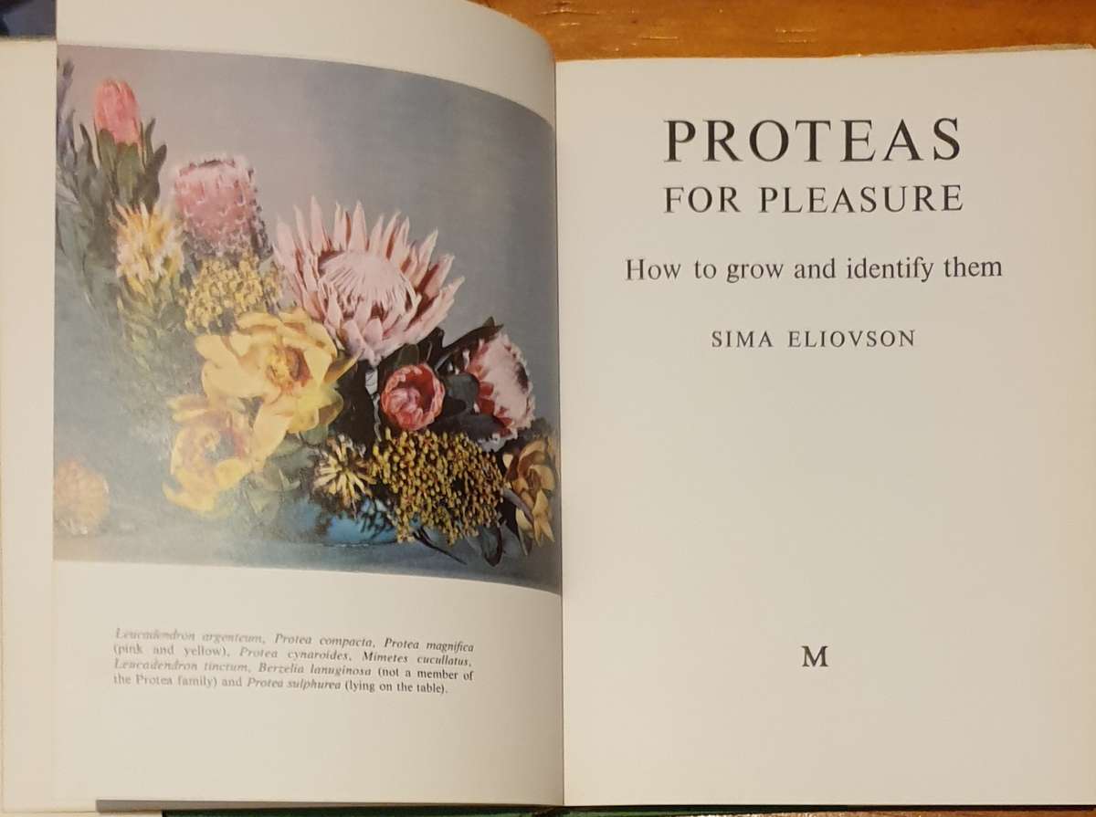 Proteas for pleasure - Sima Eliovson