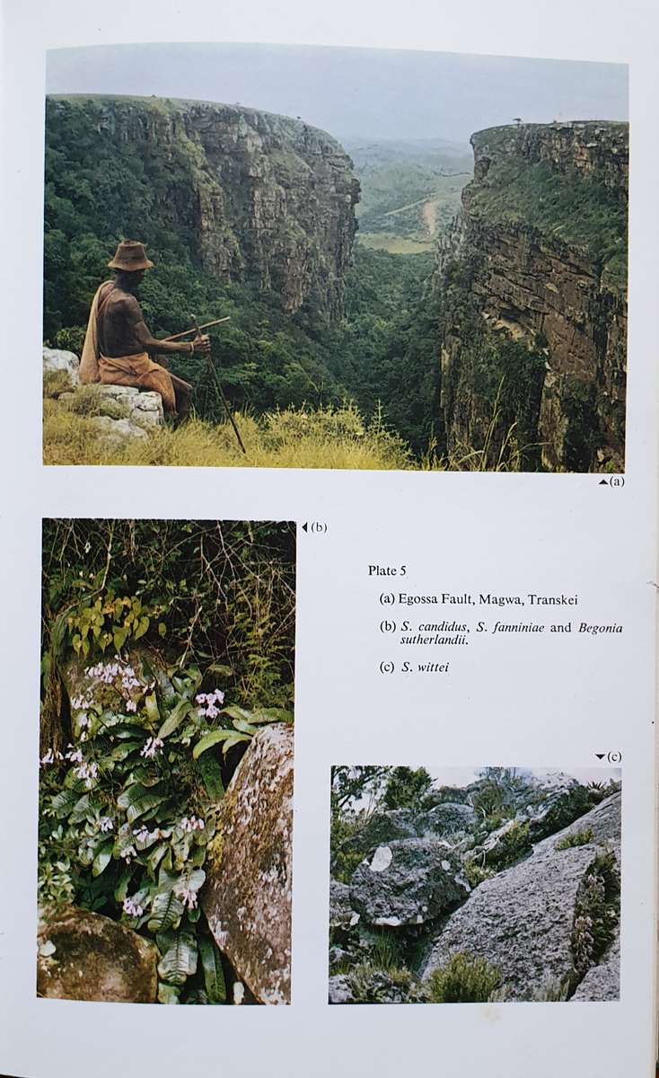 Streptocarpus - An African Plant Study. Hilliard & Burtt