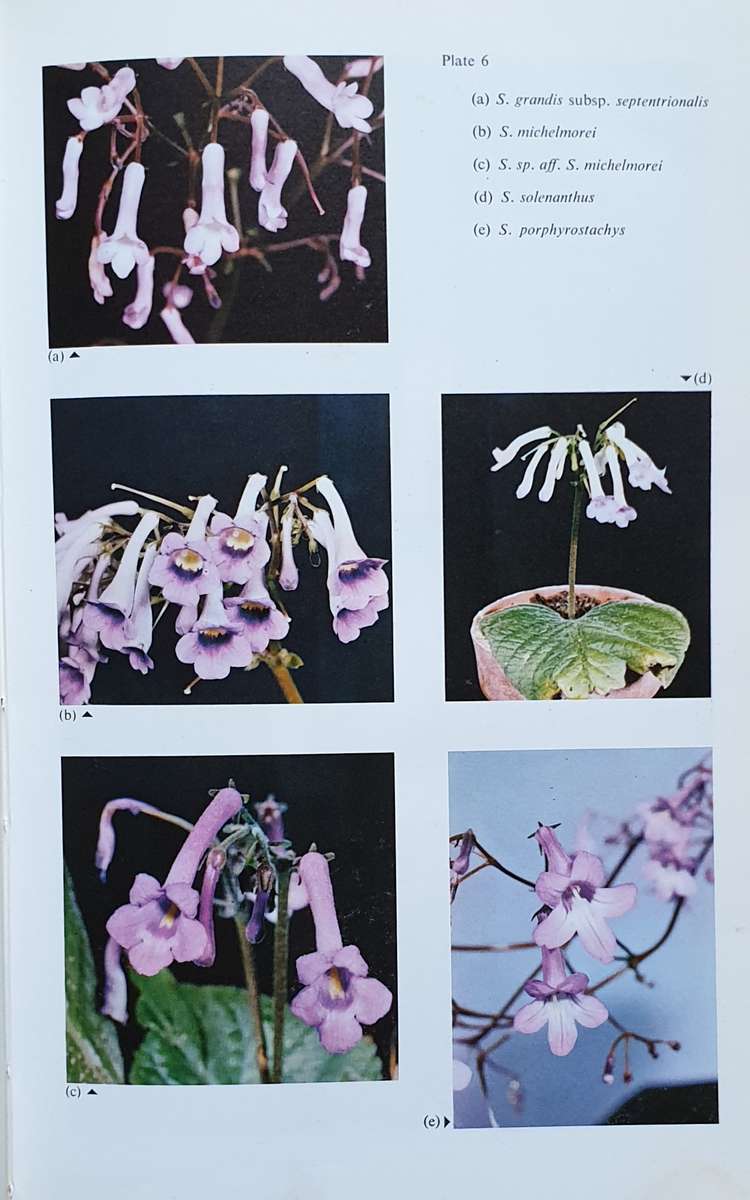 Streptocarpus - An African Plant Study. Hilliard & Burtt