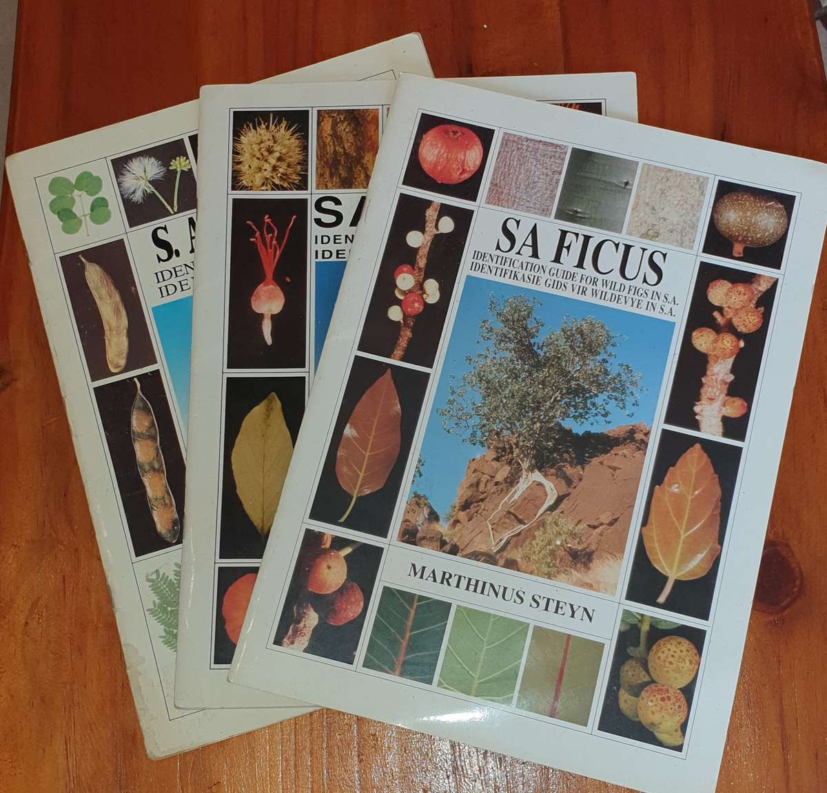 South African Ficus / Combretum / Acacias